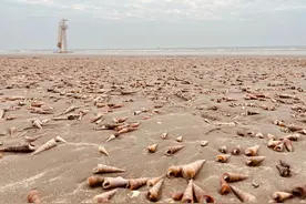 台风把大量海鲜吹上岸，渔民日入过千，幸福来得太突然图片