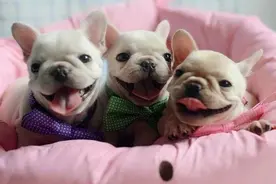 家里有一只超级可爱的法斗，你觉得会是什么样的感觉图片