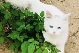 流浪猫的快乐生活，它们遇到了有爱心的主人图片