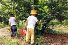 新疆“小白杏”在西咸新区“结果”啦，来三义村品尝采摘小白杏吧图片