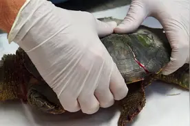 乌龟被撬开龟壳，还能存活吗？科学家切开龟壳找到了答案图片