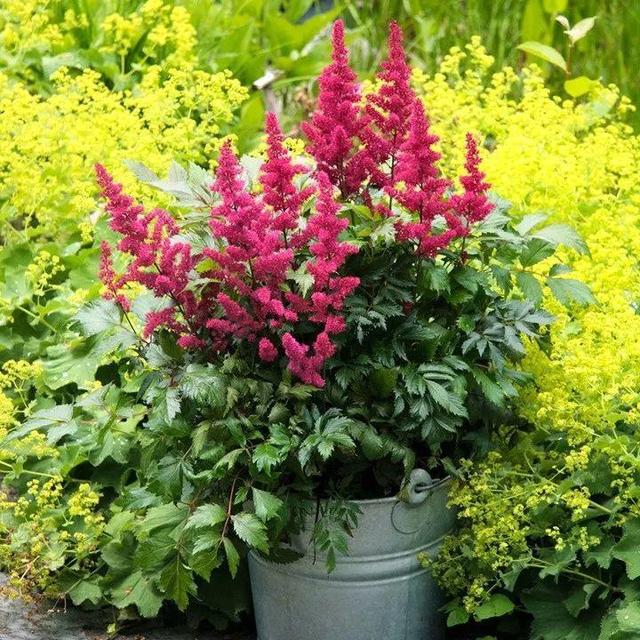 贝拉小蜜蜂草本身体乳