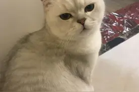 猫妈难产遗留幼小猫咪，喂养波折后，如今已是“生龙活虎”了图片