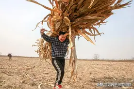 农村七旬老人田地里带孙子背玉米杆，言说上过四年学，看看啥情况图片