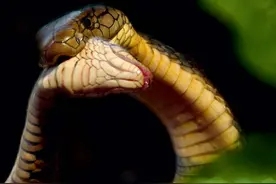 眼镜王蛇到底有凶猛？只要心情不好，配偶都能被它直接吃掉图片