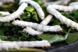 小小蚕宝宝 大大致富梦图片