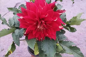 家里养盆大丽花，开花艳丽多姿，雍容华贵，花期又长图片