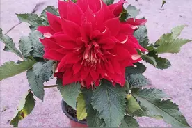 家里养盆大丽花，开花艳丽多姿，雍容华贵，花期又长图片