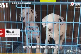 骗子又出新套路，可爱小猫沦为「骗钱工具人」图片