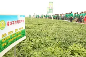 花生单粒密植产量高品质好(大小花生每亩1.5万-1.8万粒）图片