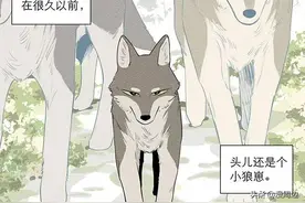 「漫画」狼王：狼王的过去图片