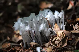 湖南出现“冥界之花”，在阴暗的林间发光，它的出现预示着什么？图片