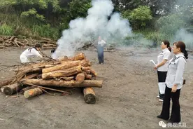 珙县一男子违法收购加工松木疫木被重罚图片