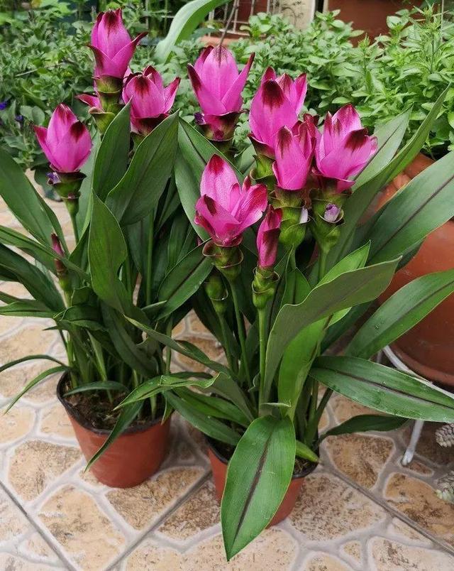 贝拉小蜜蜂草本身体乳