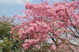 「粤直击」湾区唯一一个国际旅游岛，快来感受横琴不一样的美图片