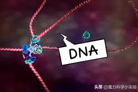 细胞、细胞核、DNA、染色体傻傻分不清？一张图搞明白图片