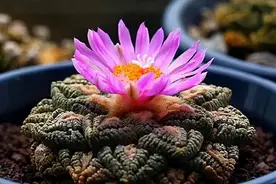 龟甲牡丹，真的是百年才长巴掌大小吗？图片