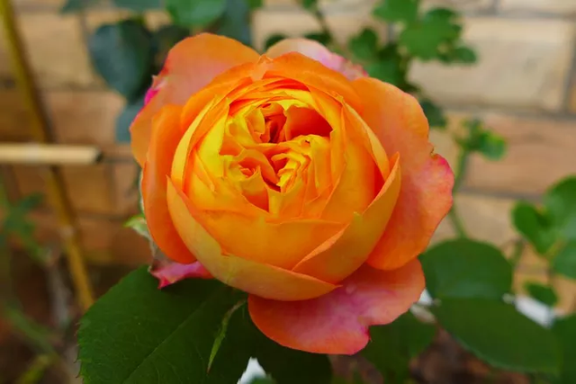 射手座穿什么样子的长裙子最好看,射手座是什么时候穿裙子漂亮-星座网