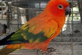 金太阳鹦鹉是小太阳鹦鹉的一种？其实他们是亲戚，千万别搞错了图片