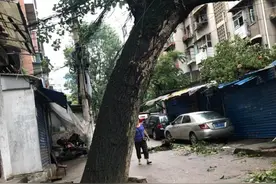 50年老树变“危树”，锯树消除隐患，不料贵阳三户居民房屋被压塌图片