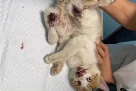 虐猫事件频发的背后：40元能买100G虐猫视频，施暴者认为“猫是恶魔”图片