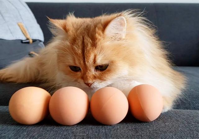 鐖辩尗琛ュ厖鐗涚：閰搁€斿緞澶氭牱锛屼絾閾插睅瀹橀渶鐭ワ細楦¤泲鍠傞鍐嶅涔熸棤鏁? onerror=