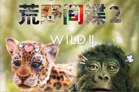 为了光明正大“偷拍偷窥”，摄像机竟化身为“动物卧底”图片