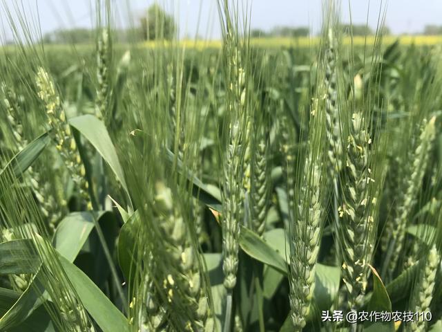 小麦赤霉病即将大爆发，防治不能马虎！