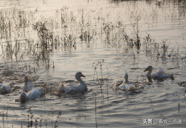 常用植物性蛋白质饲料有哪些各有何特点？