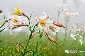 《书香长安》经典诵读——《山百合》图片