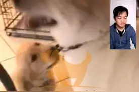 养过超乖秋田犬，美国主人受不了调皮小金毛，跨洋远程训犬图片