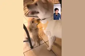 养过超乖秋田犬，美国主人受不了调皮小金毛，跨洋远程训犬图片