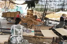 生财有道，只需三秒木头削成木片，实拍湛江木材加工厂的日常运作视频封面