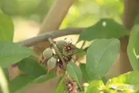 想叫中晚熟桃子采前落果少，硬核期施钾、钙、磷不能少图片