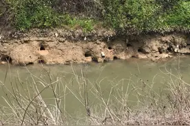 钓点附近岸边那些洞里有什么？有惊喜也有意外，已有人送命图片