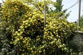 院子里栽上这4种爬藤花卉，新手也能养出一面花墙图片