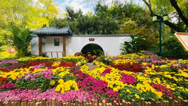 浙江金华市金义新区孝顺镇"水香低田·渔歌小镇"近300亩的菊花园内