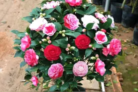 茶花在春季长出来的新芽太高了，需要剪掉新芽控旺造型吗？图片
