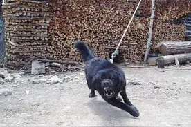 狗的弱点是什么？在农村遇到恶狗时又该如何应对呢？图片