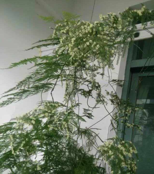 文竹爬满全部围墙,盆栽养成爬藤花草树木,还开满小白花