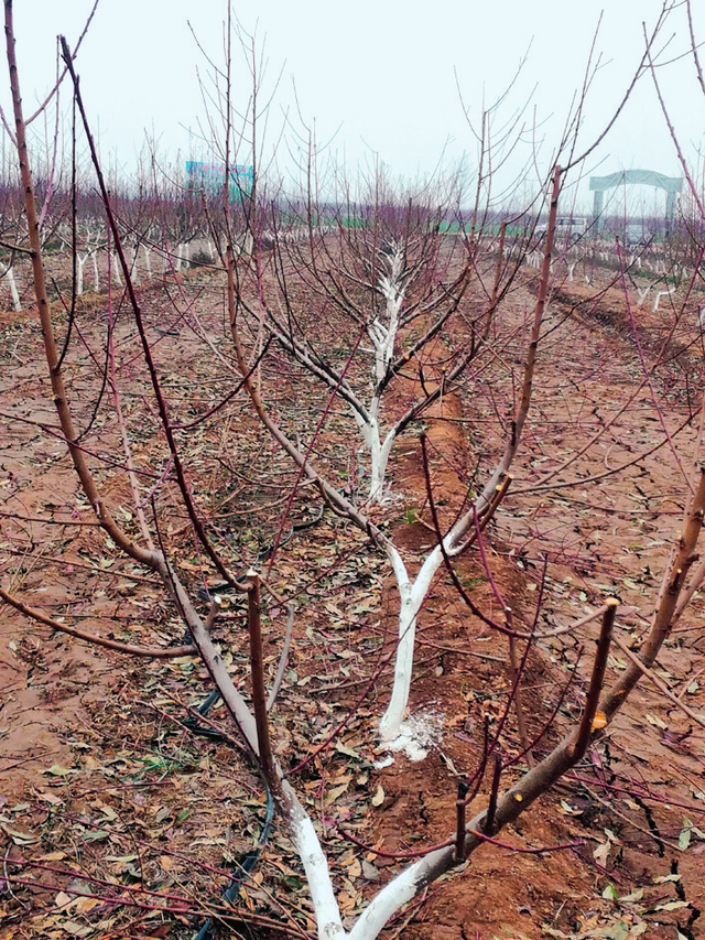 桃树Y字树形结构、整形要点及栽培技术