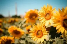 反复思考说过的话，总觉得自己说错话了，这是“心理疾病”吗？图片