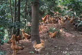 曾经火爆的“荒山养鸡”，如今却突然不火了，农民不想赚钱吗？图片