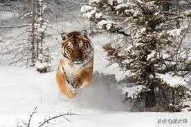雪岭杀场——老虎与野猪的死斗及其他图片
