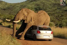 盘点那些爱记仇的动物，智商很高心眼很小，报复手段很可怕图片