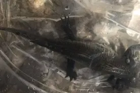 平凉孩童发现“不明生物”民警为它蹚水两个小时图片