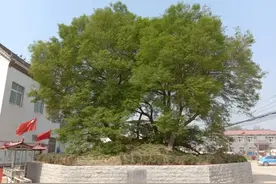 高洪宪：狗脊骨树和传说故事图片