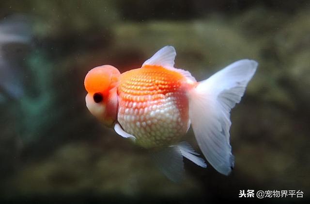 金鱼动物性饲料的五大品种