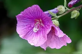 有的夫妻为何要分房睡？50岁大伯：不光跟感情有关，其实另有原因图片