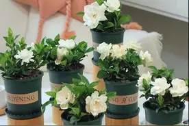 经常给花喷这3种溶液，抗病不招虫，新叶子呼呼冒图片